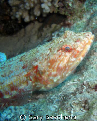 Fish by Gary Beecheno 